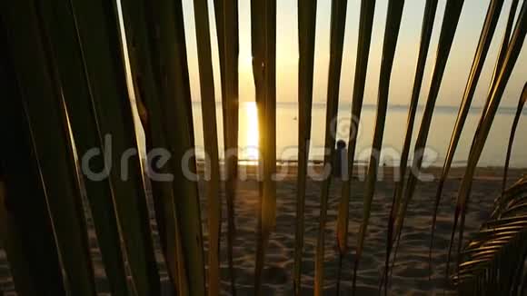 独自一人坐在海滩上的剪影映衬着大海和夕阳透过树枝眺望视频的预览图
