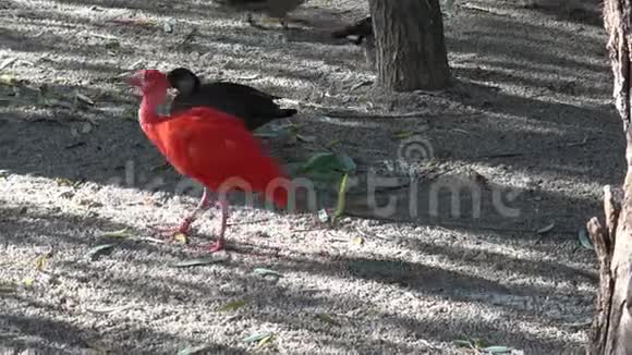 尤多西姆斯鲁伯鲜艳的红鸟猩红鸢尾视频的预览图