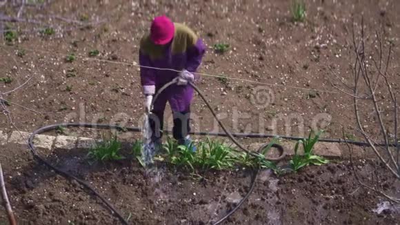 老园丁用水管里的水浇花园视频的预览图