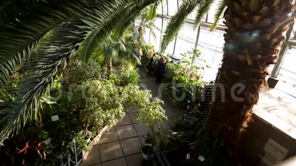 观赏美丽的棕榈树及其绿色的宽叶和植物园内的其他不同植物股票视频的预览图