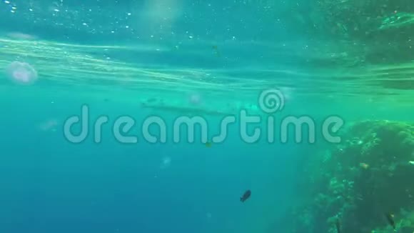 五颜六色的红色海鱼在珊瑚礁附近游泳埃及偷东西视频的预览图