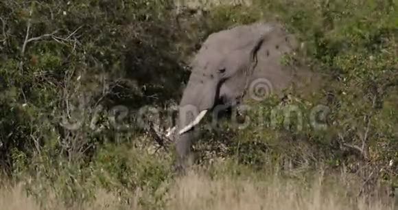 非洲大象非洲野象成人穿过热带草原在肯尼亚吃布什马赛马拉公园实时视频的预览图
