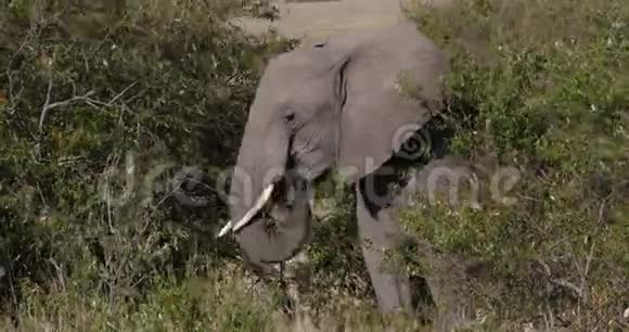 非洲大象非洲野象成人穿过热带草原在肯尼亚吃布什马赛马拉公园实时视频的预览图