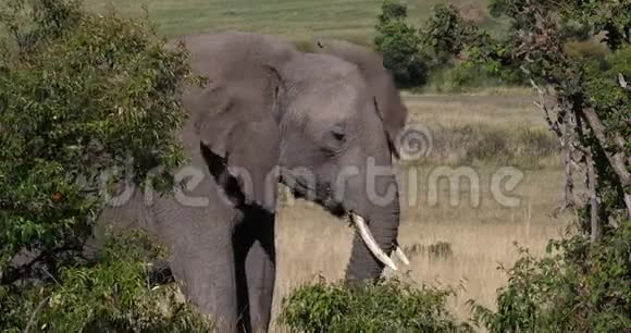 非洲象非洲象成人穿过热带草原吃灌木肯尼亚马赛马拉公园实时视频的预览图