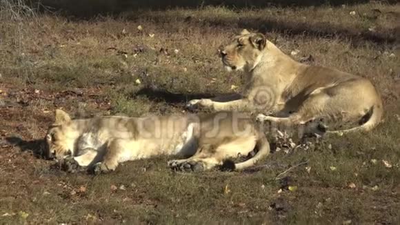 两只狮子躺在草地上两只母狮在下午午睡后休息视频的预览图
