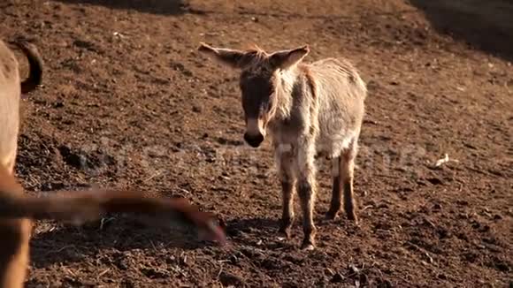 牧场草地上的一群驴子自然动物视频的预览图