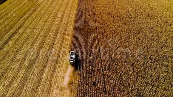 鸟瞰现代联合收割小麦的黄色麦田上景农业现场视频的预览图