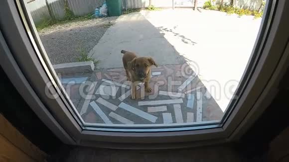 门外的小狗视频的预览图