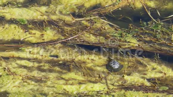 河藻和芦苇中的海龟视频的预览图