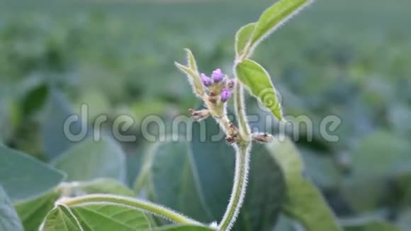 关闭大豆植物的视频视频的预览图