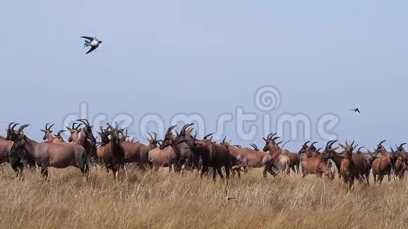 Topidamaliscuskorrigum肯尼亚马赛马拉公园穿越萨凡纳的团队视频的预览图