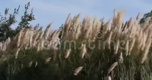 风在芦苇丛中卡马尔格在法国东南部实时视频的预览图