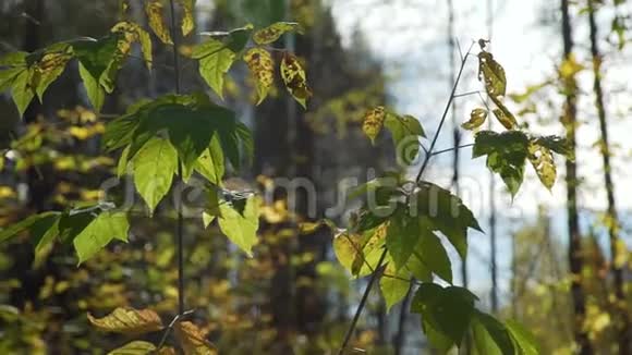 秋叶后的阳光视频的预览图