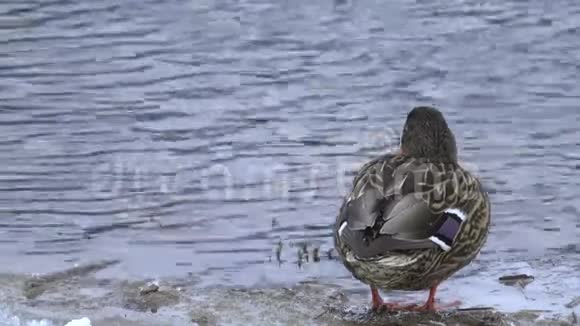 冬季河中的单身雌鸭视频的预览图