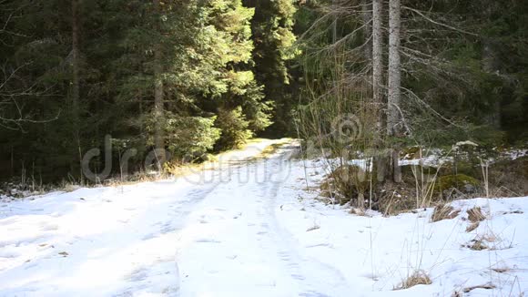 女人在森林里和她的狗在散步和玩耍视频的预览图