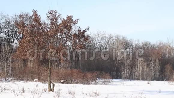 冬季有树木和栅栏的冬季景观视频的预览图