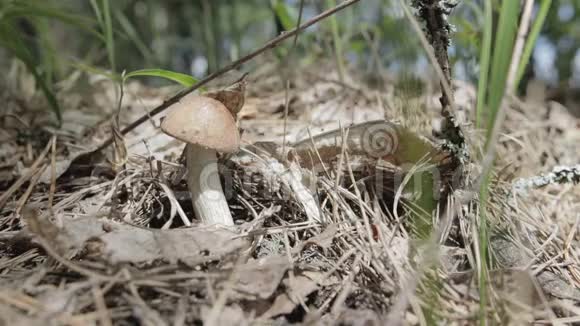 在森林里采蘑菇视频的预览图