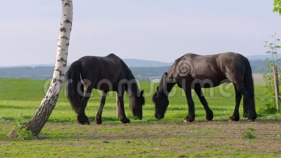 牧场里的弗里西亚马美丽的薯条马与长鬃视频的预览图