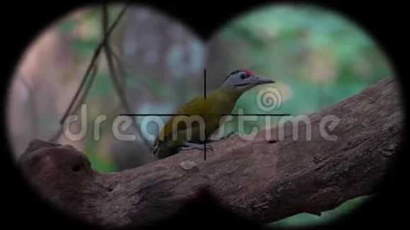 灰色的啄木鸟可以通过望远镜看到野生动物野生动物园观鸟视频的预览图