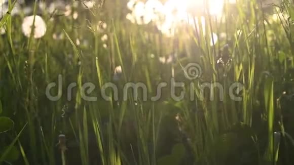绿色夏草带背光视频的预览图