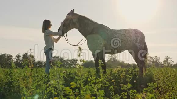女孩在露天抚摸一只母马动作缓慢视频的预览图
