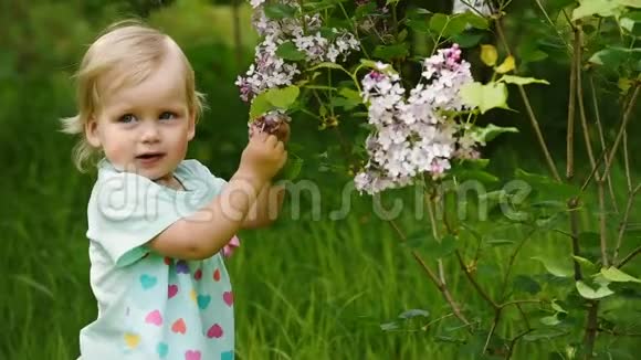 女婴探索花紫丁香灌木晴朗的夏日视频的预览图