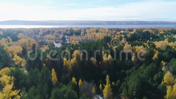 空中观赏松树之间的金色桦树映衬着湖和天空视频的预览图