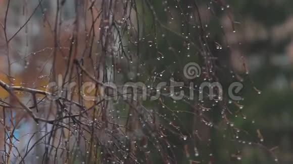 裸露的树枝上的雨滴视频的预览图