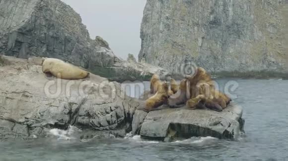 坐在岩石悬崖上的海狮家族北海野生动物和动物视频的预览图
