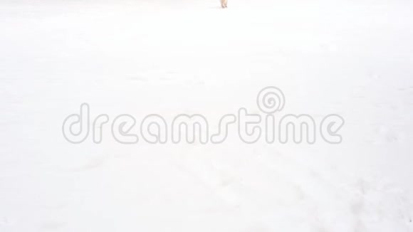 慢动作美容快乐的狗在冬天跑在雪地上视频的预览图