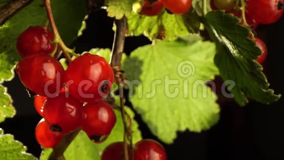 潮湿多汁成熟的红醋栗挂在雨浸湿的灌木丛上视频的预览图