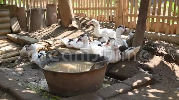 鸭在传统农场印度尼西亚传统牲畜饲养视频的预览图