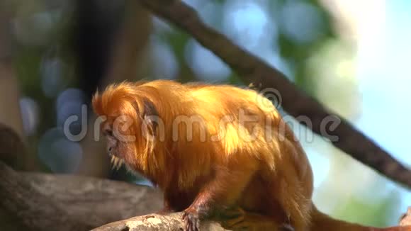 动物园可爱的红毛猴视频的预览图