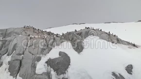 登图企鹅群落岩山鸟瞰视频的预览图