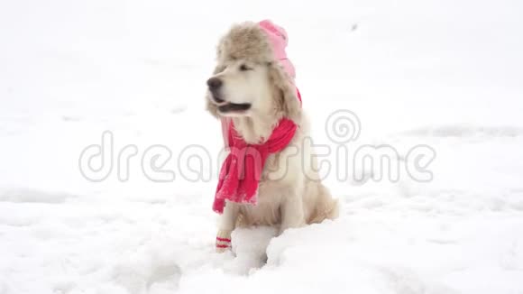 大自然中有趣的视频宠物一只漂亮的狗在冬天的帽子里摆姿势针织围巾和袜子在白雪覆盖的草地上视频的预览图