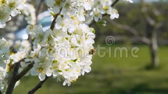 蜜蜂在春天的花园里给开花的果树的花朵授粉视频的预览图