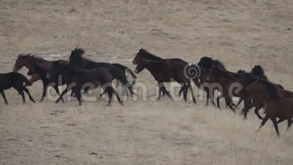 成群的野马驰骋在冬天的草原上视频的预览图