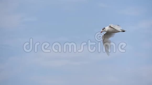 飞翔的海鸥对抗蓝天视频的预览图