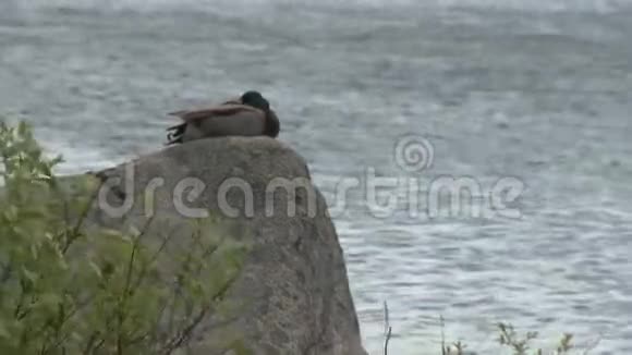 带鸭的湖2中的1视频的预览图