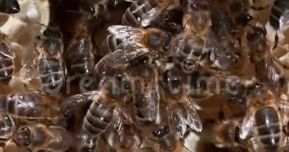 欧洲蜂蜜蜂意大利蜜蜂野雷上的黑蜂充满蜂蜜的葡萄树诺曼底的蜜蜂实时4K视频的预览图