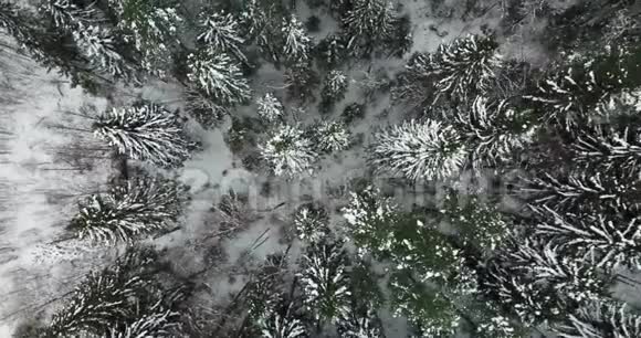 空中飞越俄罗斯北部冬季冷杉林视频的预览图