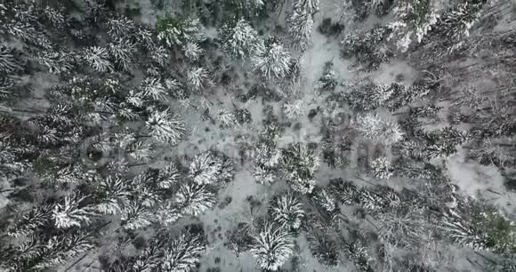 空中飞越俄罗斯北部冬季冷杉林视频的预览图