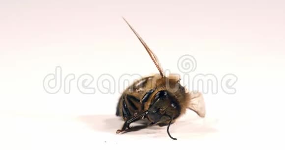 欧洲蜂蜜蜜蜂意大利蜜蜂白背景黑蜂诺曼底实时4K视频的预览图