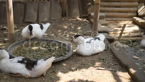 鸭在传统农场印度尼西亚传统牲畜饲养视频的预览图