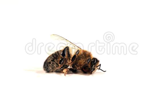欧洲蜂蜜蜜蜂意大利蜜蜂白背景黑蜂诺曼底实时4K视频的预览图