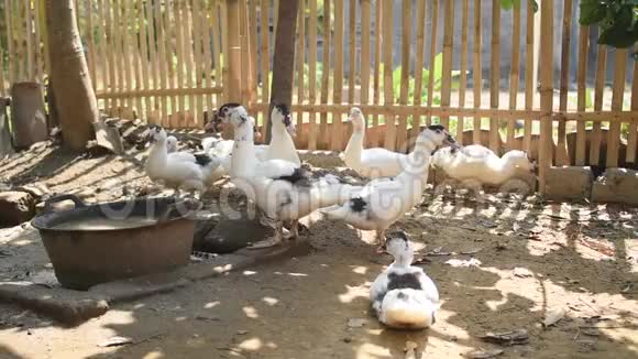 鸭在传统农场印度尼西亚传统牲畜饲养视频的预览图