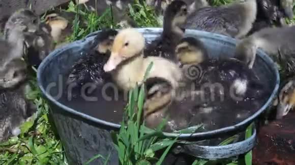 阳光明媚的夏日一只小彩鸭在一个小水缸里洗澡视频的预览图