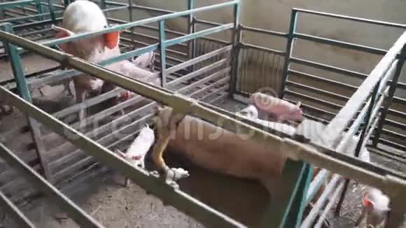 仔猪母乳喂养养猪场配母猪视频的预览图