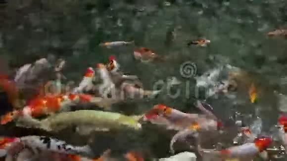 锦鲤视频的预览图