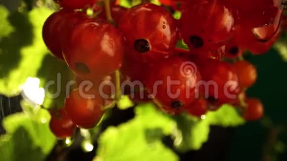 潮湿多汁成熟的红醋栗挂在雨浸湿的灌木丛上视频的预览图